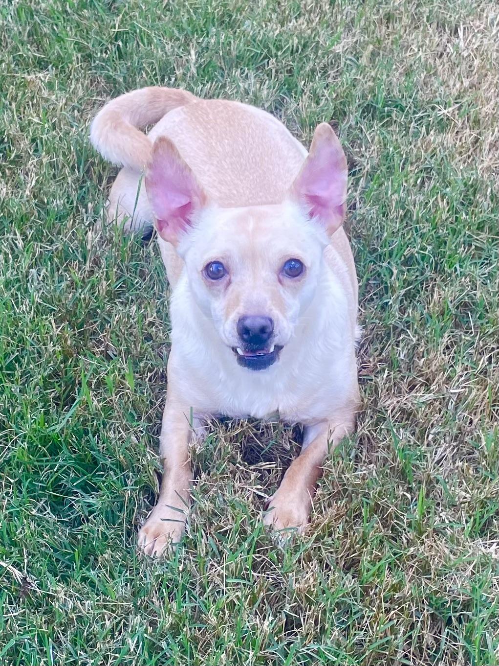 Kreme in Texarkana TX, a Adoptable Chihuahua in Texarkana, TX image 5/6