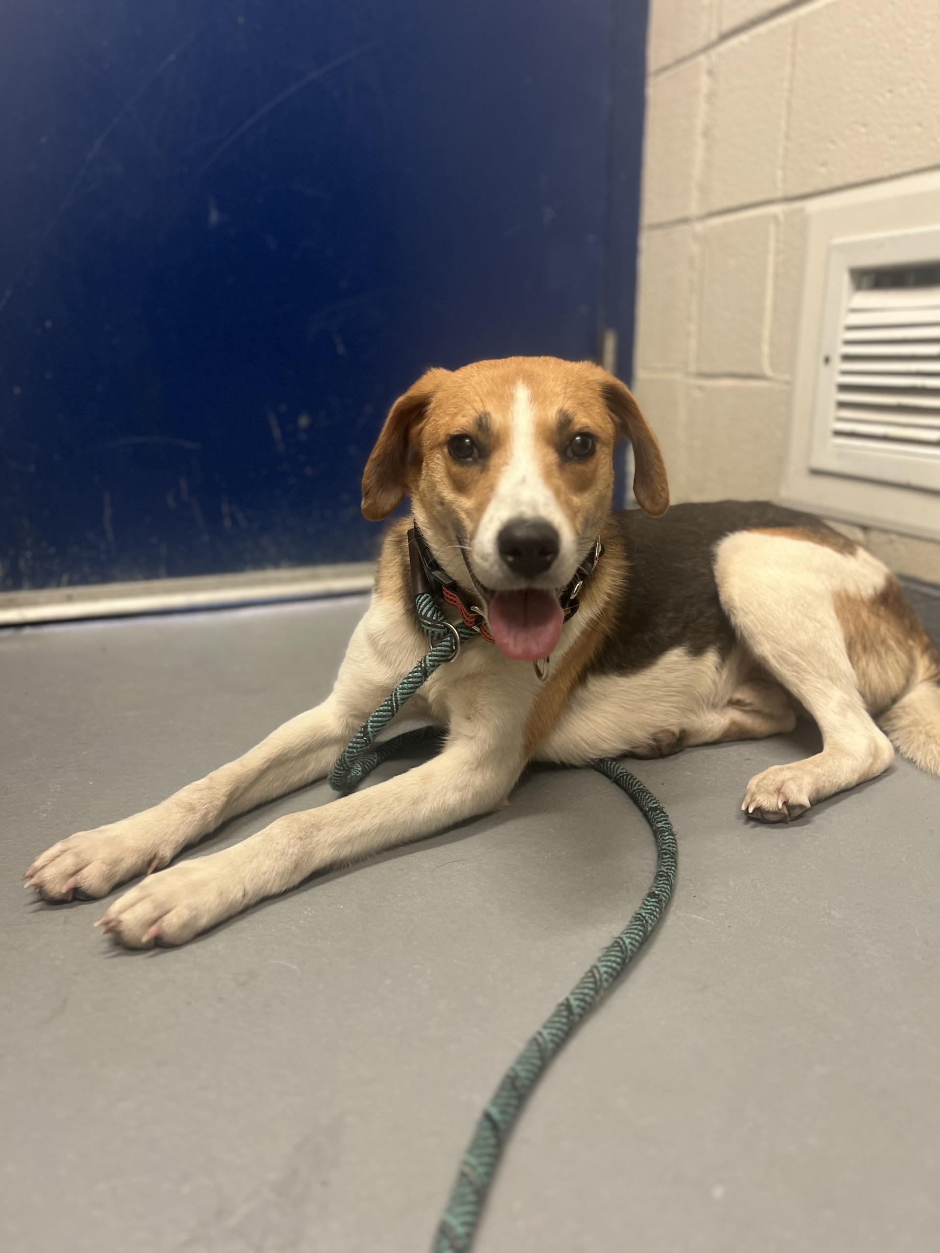 Tofu, ADOPTABLE, Adult Male Hound.