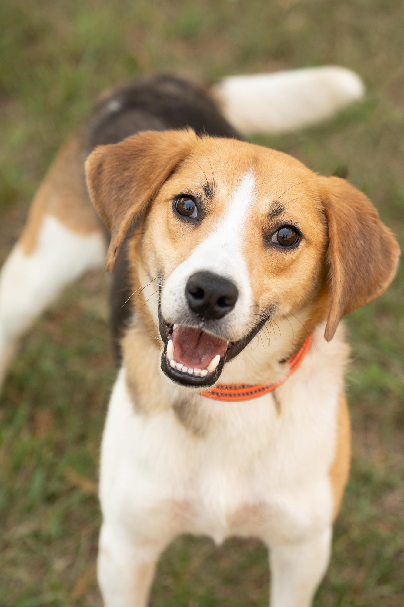 Enlarge Tofu, a ADOPTABLE Hound in Ashland, VA image 5/5