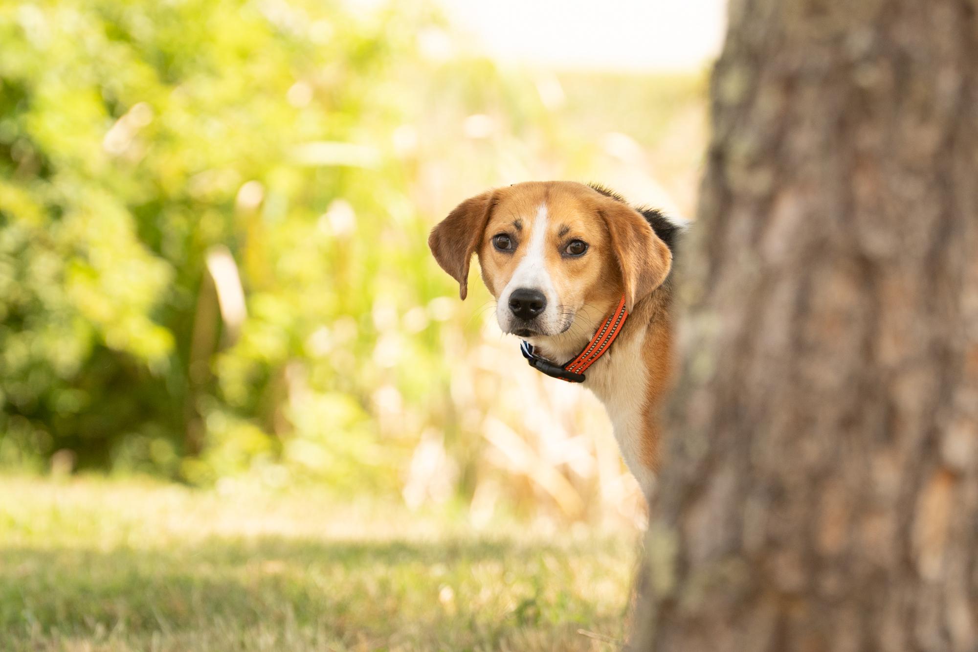 Enlarge Tofu, a ADOPTABLE Hound in Ashland, VA image 3/5