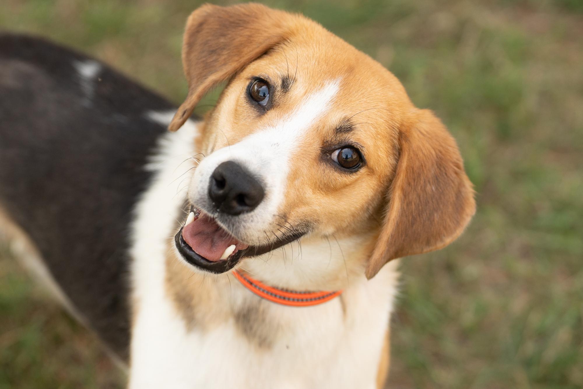 Enlarge Tofu, a ADOPTABLE Hound in Ashland, VA image 2/5