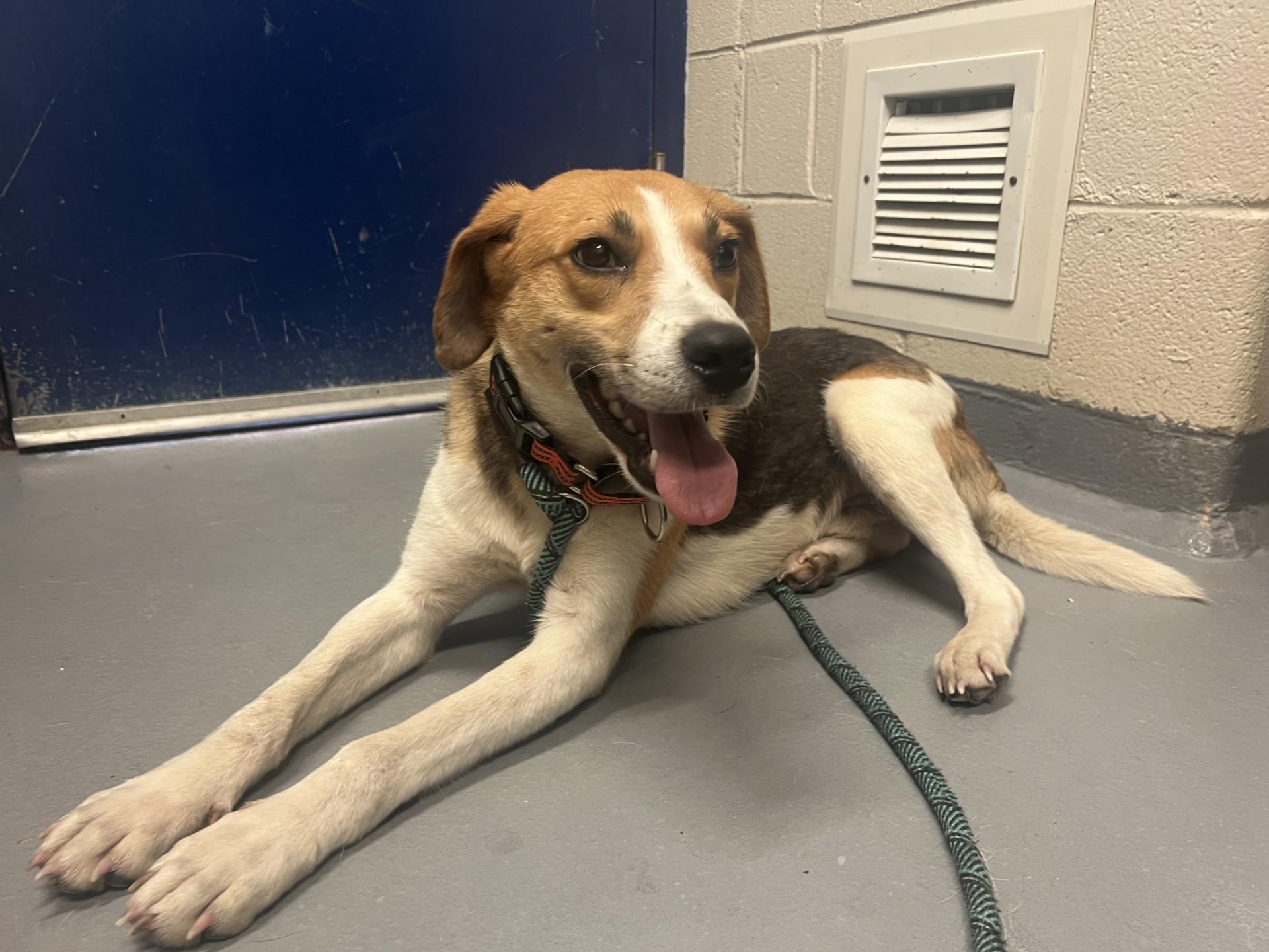 Enlarge Tofu, a ADOPTABLE Hound in Ashland, VA image 2/4