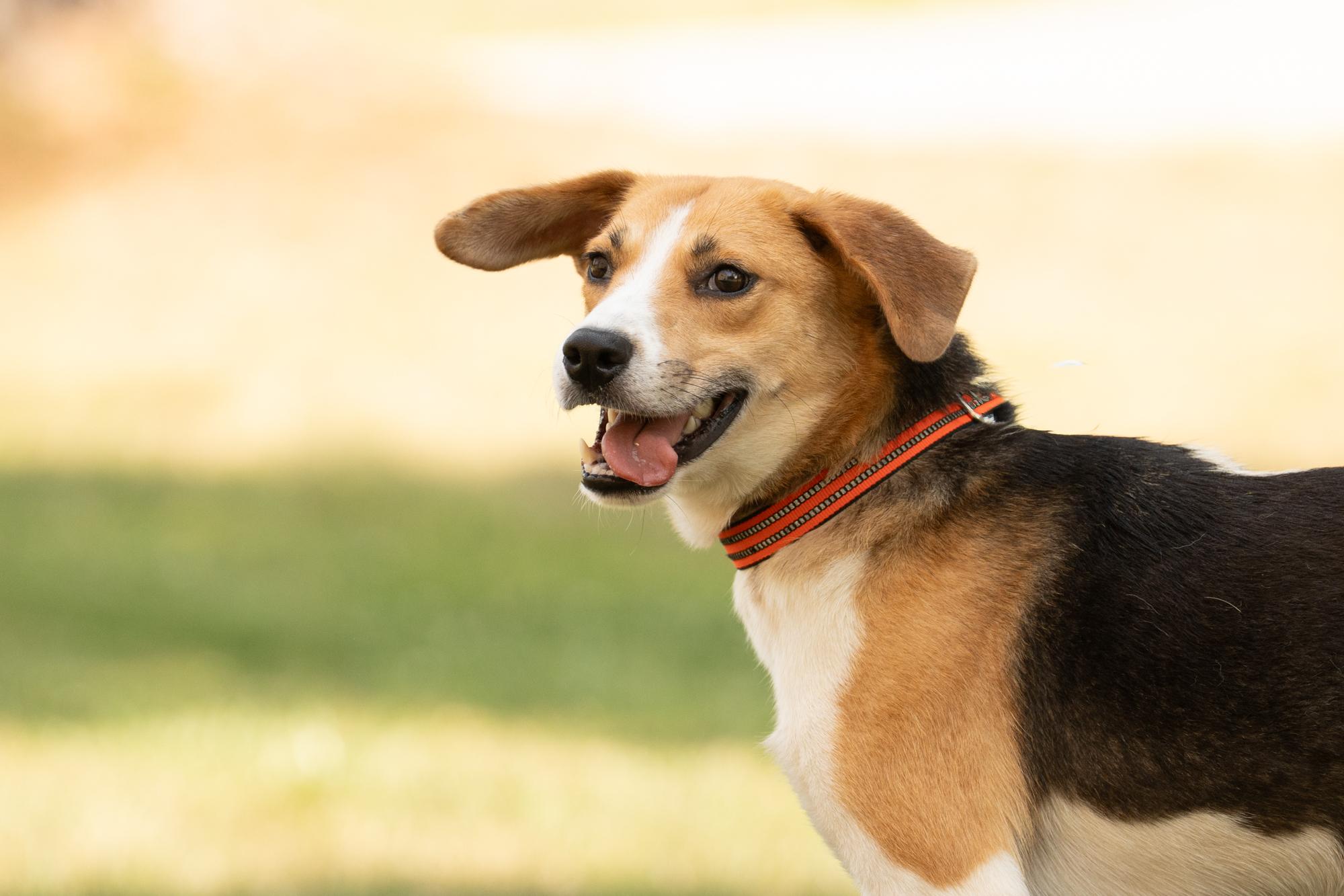 Enlarge Tofu, a ADOPTABLE Hound in Ashland, VA image 1/5