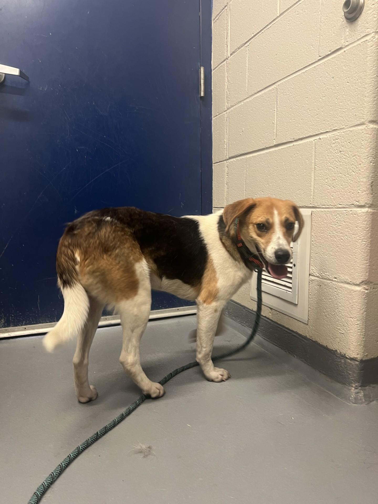Enlarge Tofu, a ADOPTABLE Hound in Ashland, VA image 4/4
