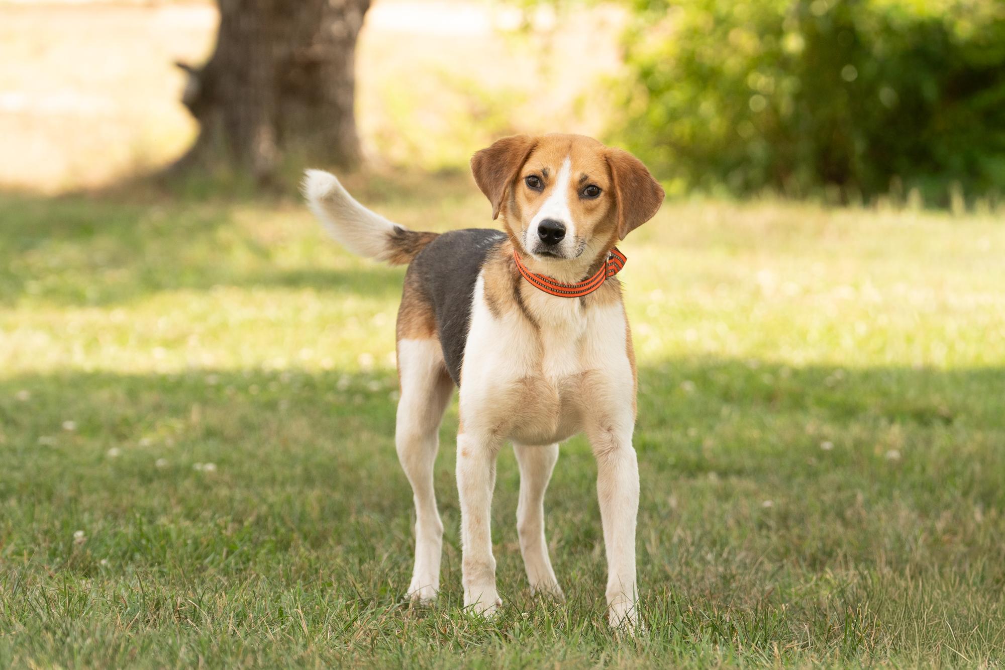 Enlarge Tofu, a ADOPTABLE Hound in Ashland, VA image 4/5