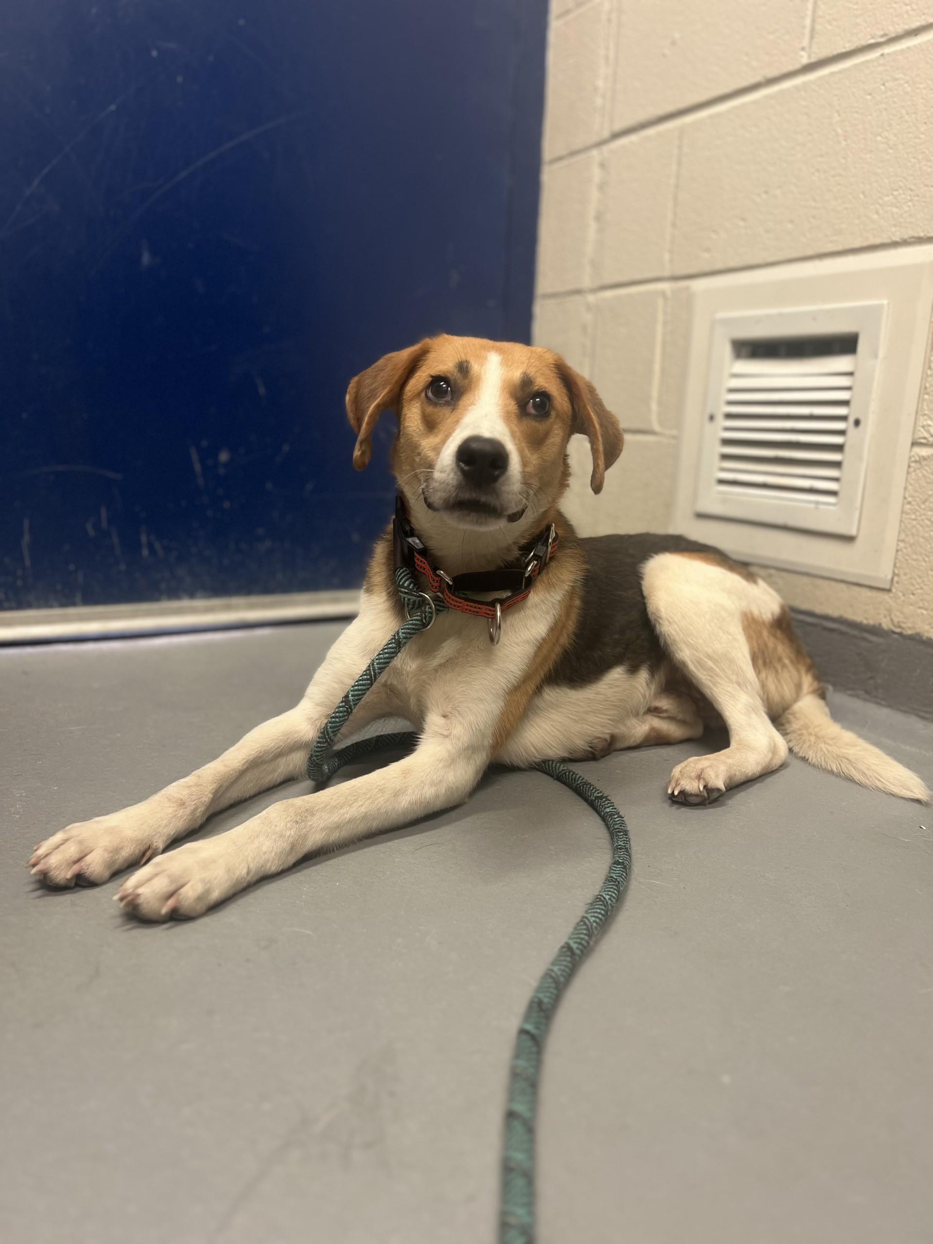 Enlarge Tofu, a ADOPTABLE Hound in Ashland, VA image 3/4