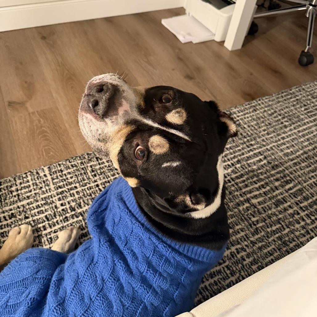 Bambi, Adoptable, Adult Male Mixed Breed.