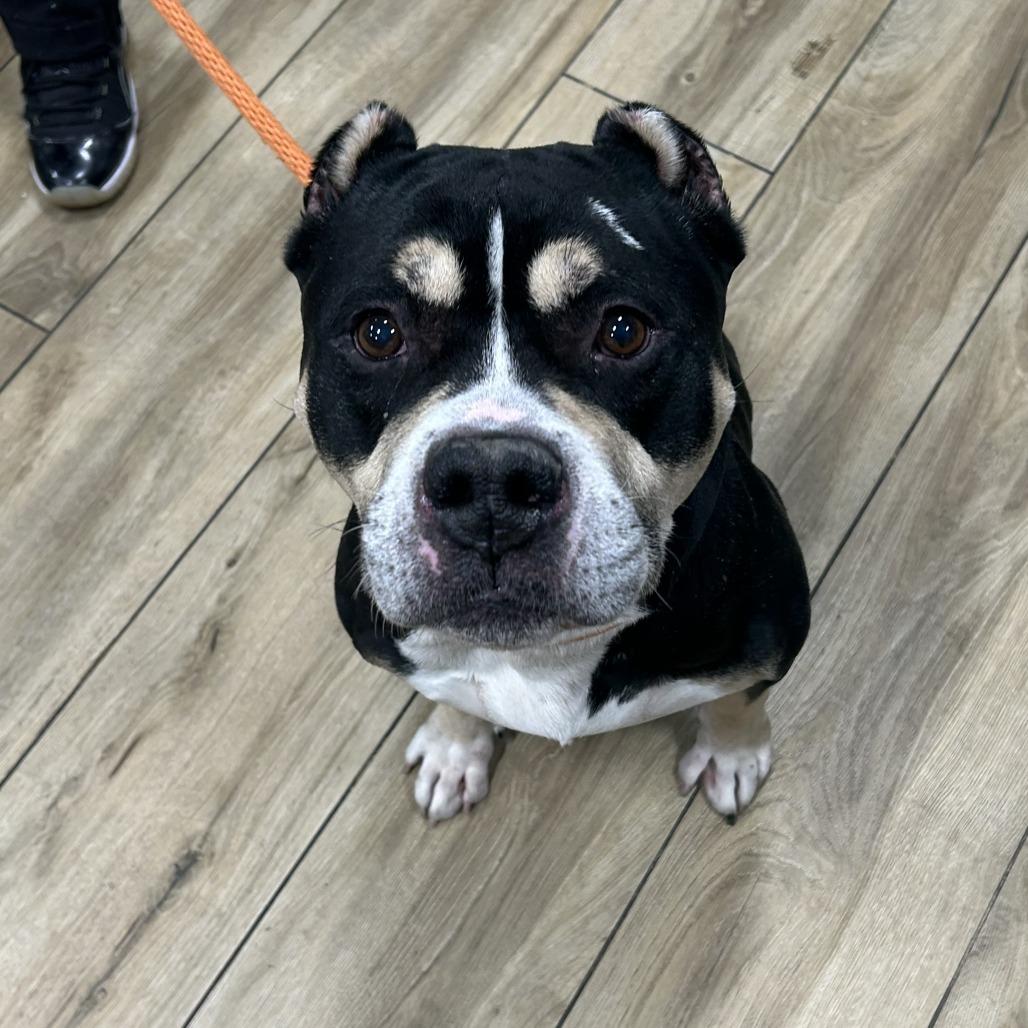 Enlarge Bambi, a Adoptable Mixed Breed in Newark, NJ image 2/4