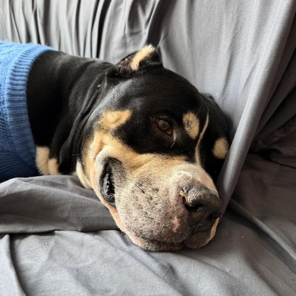 Enlarge Bambi, a Adoptable Mixed Breed in Newark, NJ image 3/4