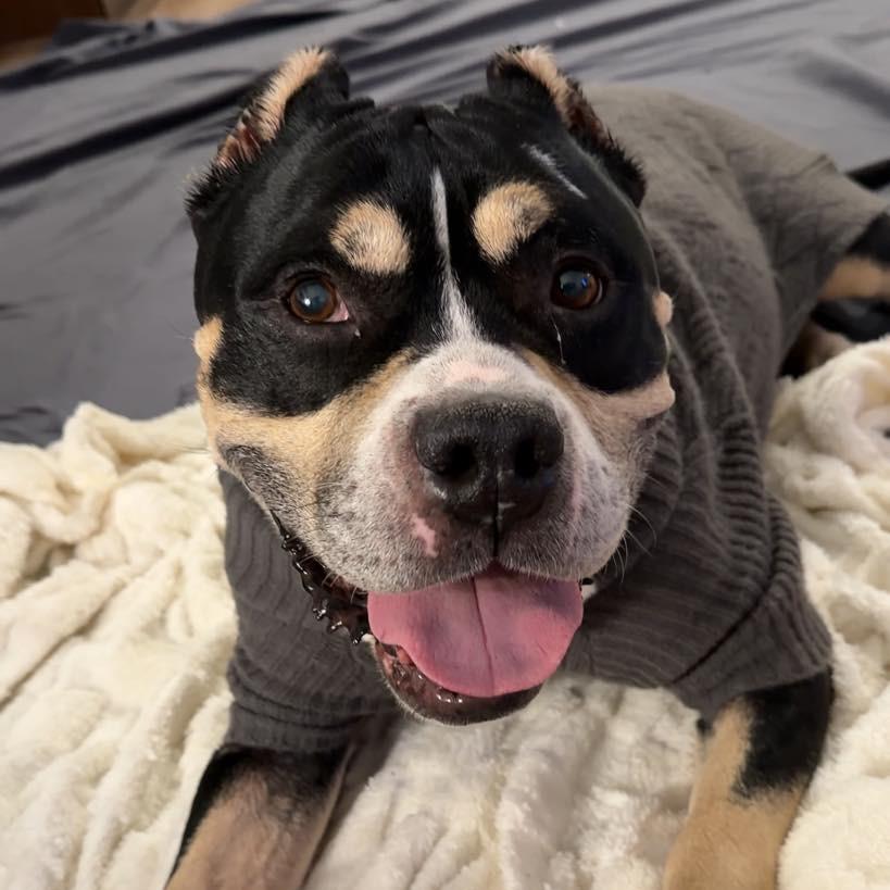 Enlarge Bambi, a Adoptable Mixed Breed in Newark, NJ image 4/4