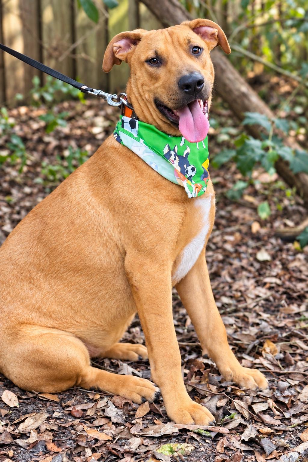 Enlarge Clyde, a Adoptable mixed breed in Jacksonville, FL image 3/3