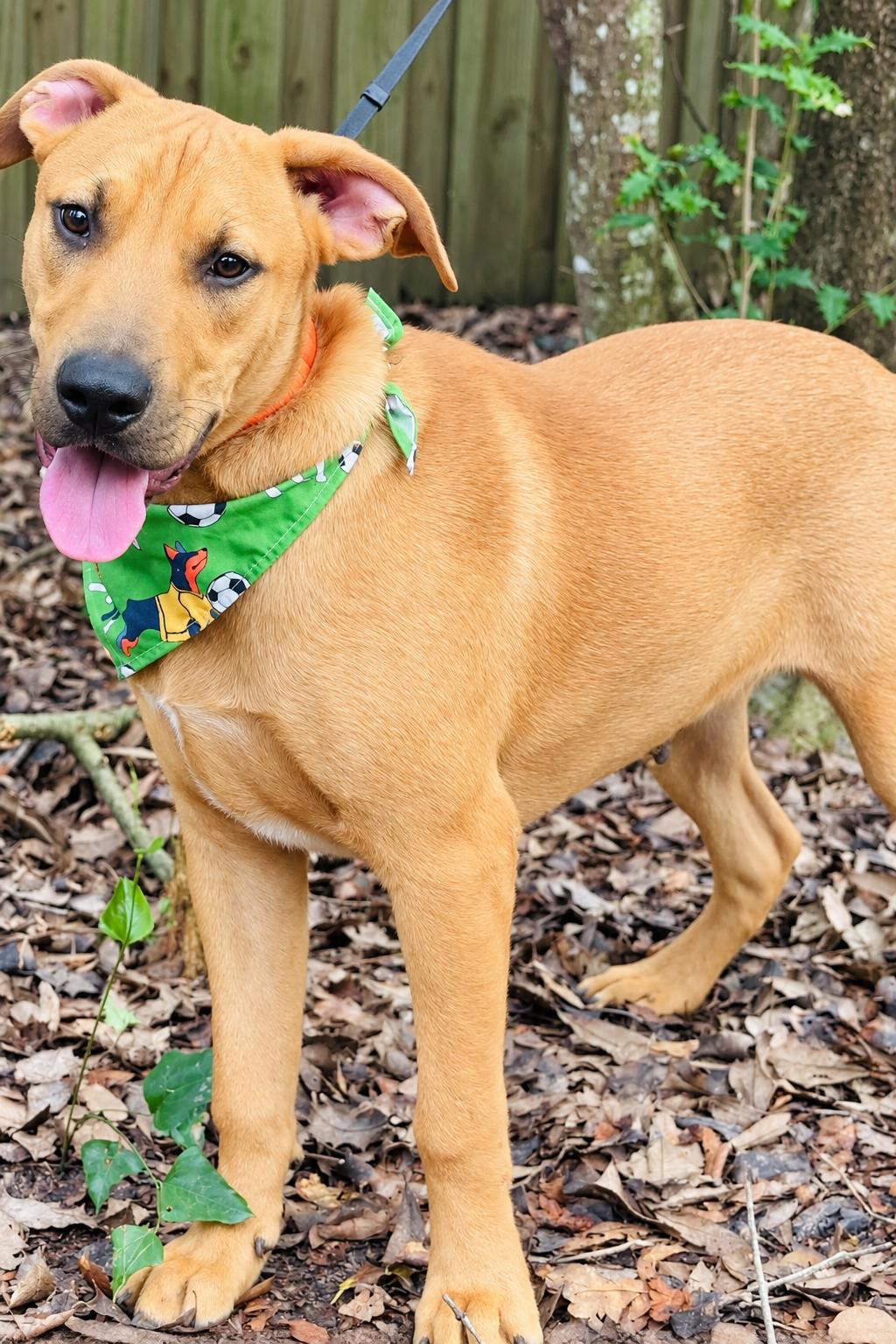 Clyde, Adoptable, Young Male Black Mouth Cur.