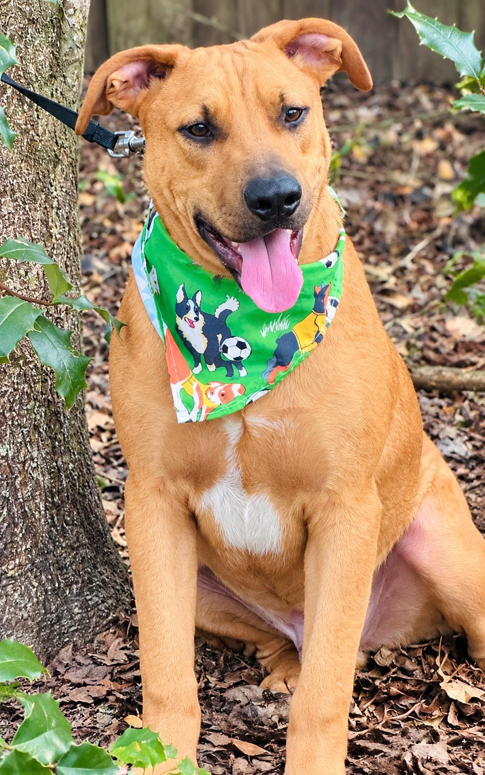 Enlarge Clyde, a Adoptable mixed breed in Jacksonville, FL image 2/3