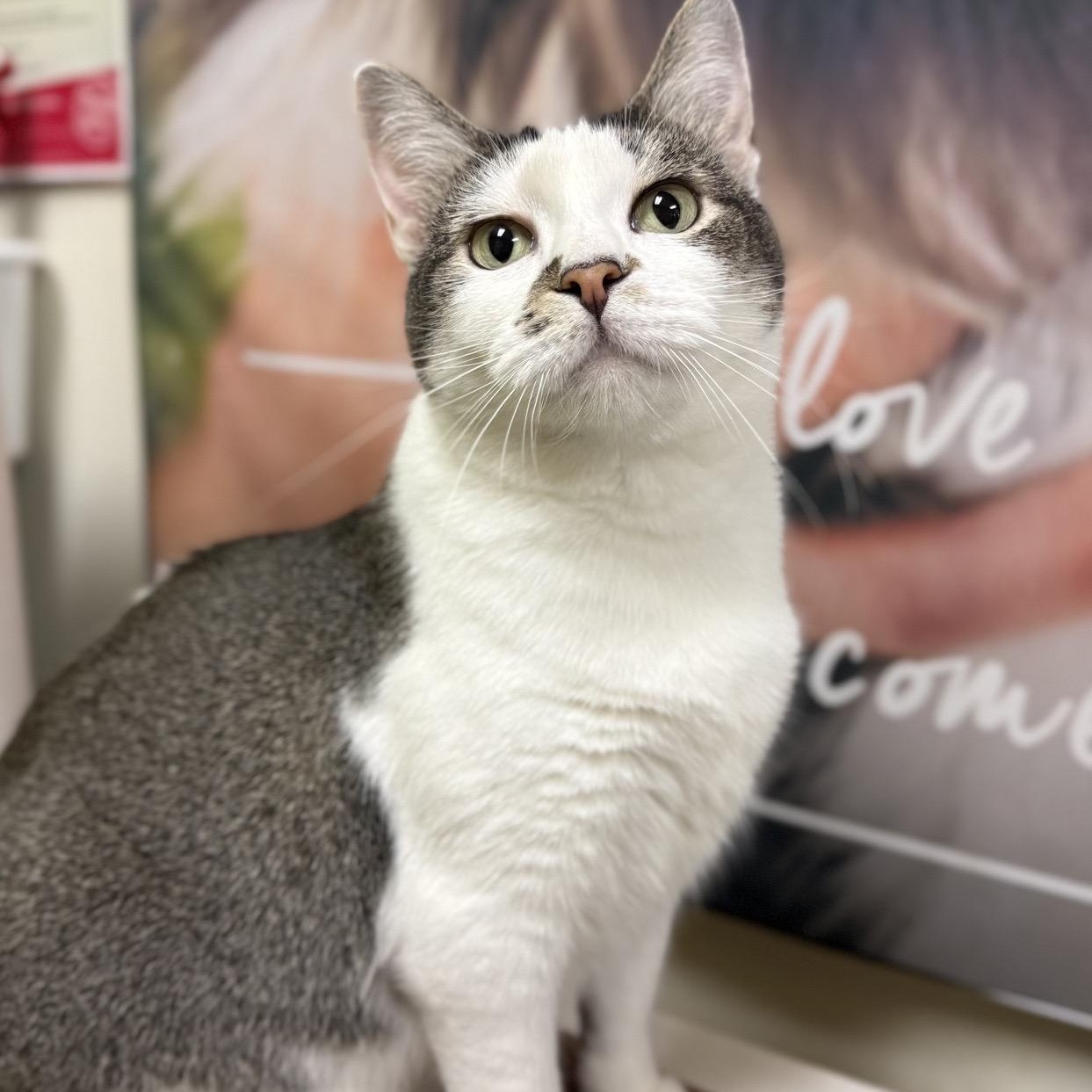 Rose - sweet ! Loves kids , Adoptable, Young Female American Shorthair.