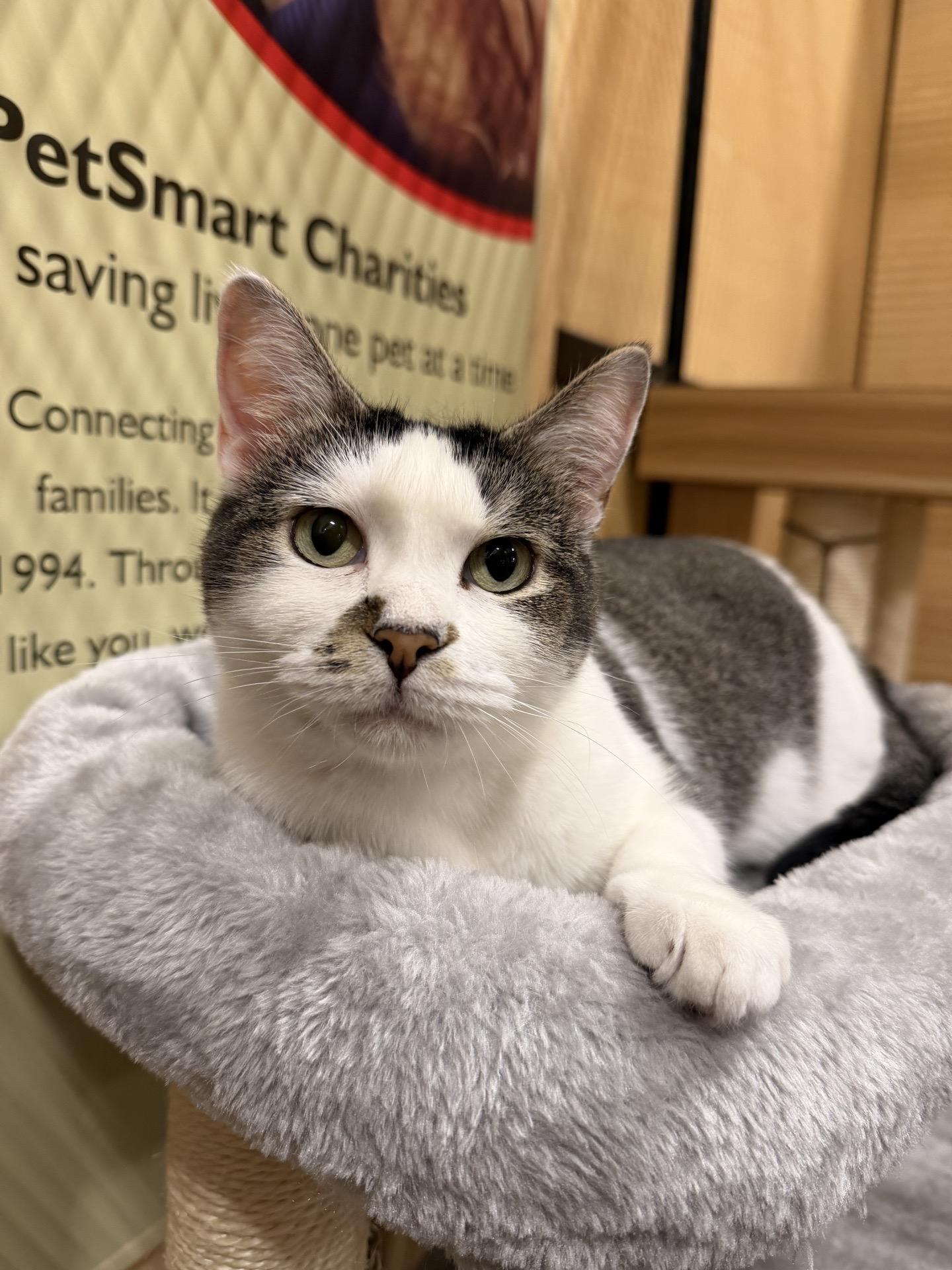 Enlarge Rose - sweet ! Loves kids , a Adoptable American Shorthair in Sunset Valley, TX image 2/6