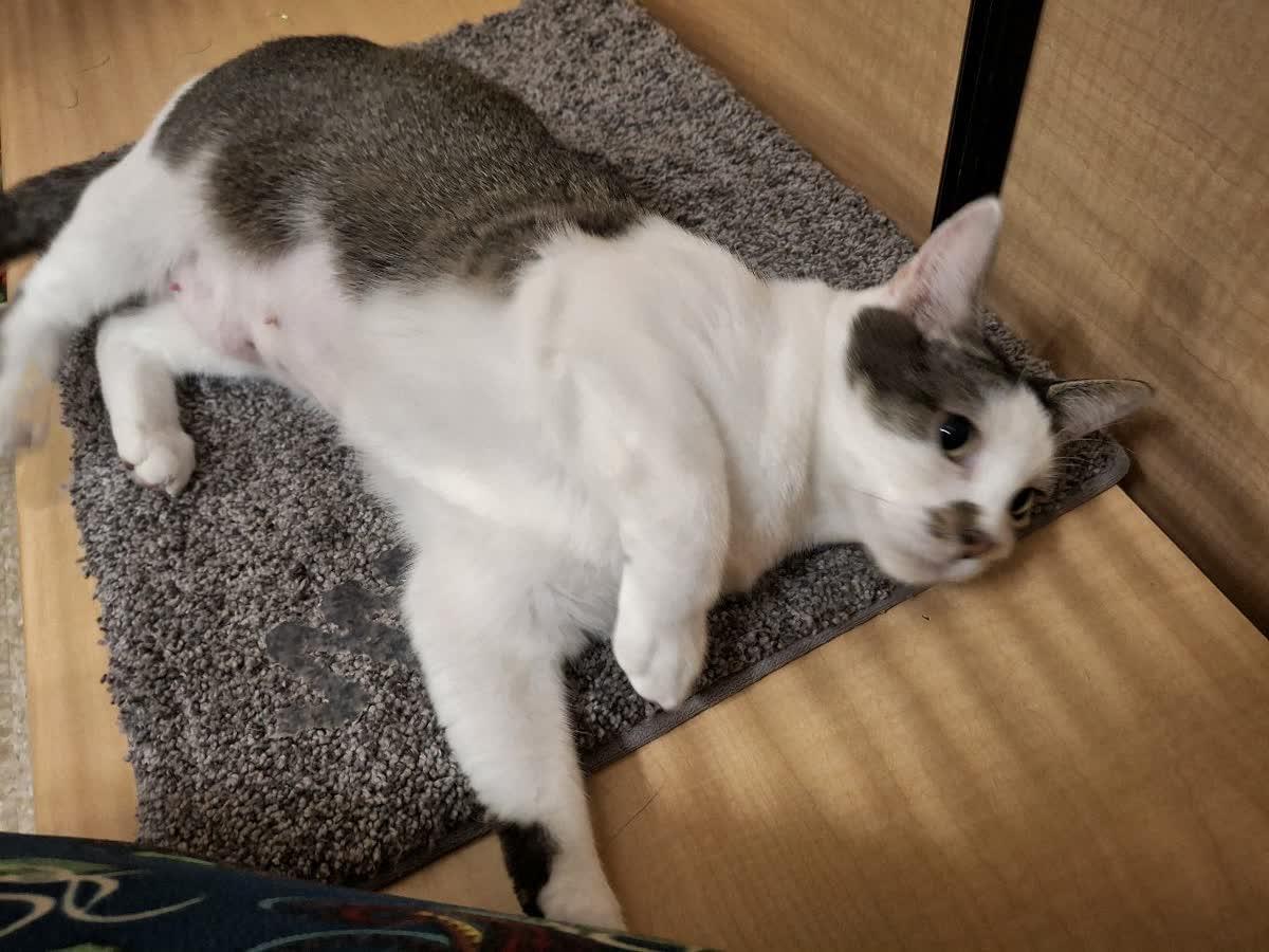 Enlarge Rose - sweet ! Loves kids , a Adoptable American Shorthair in Sunset Valley, TX image 5/6