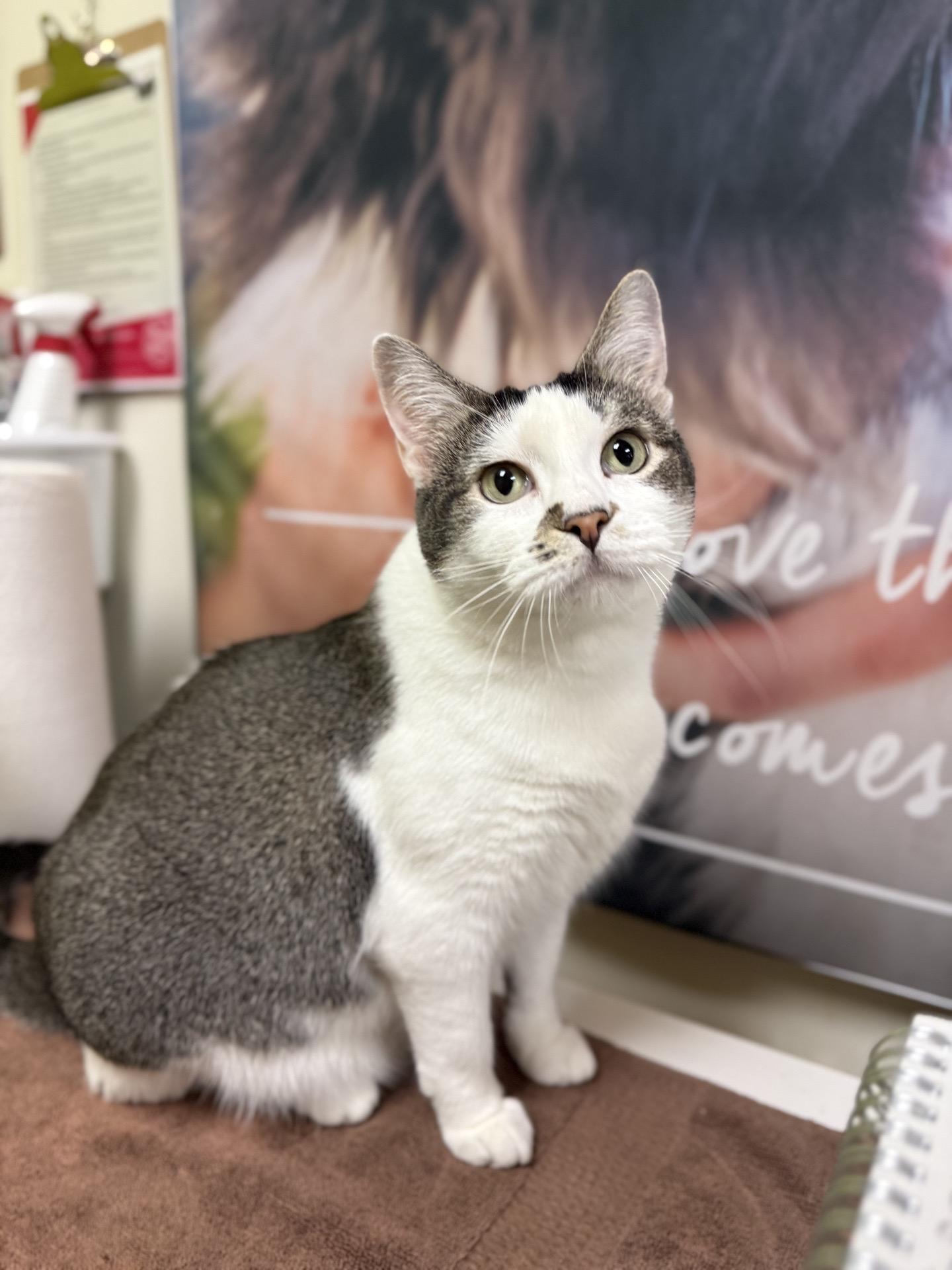 Enlarge Rose - sweet ! Loves kids , a Adoptable American Shorthair in Sunset Valley, TX image 4/6