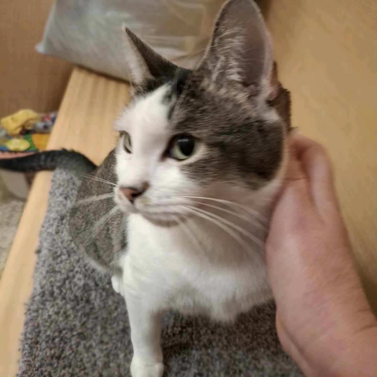 Enlarge Rose - sweet ! Loves kids , a Adoptable American Shorthair in Sunset Valley, TX image 6/6