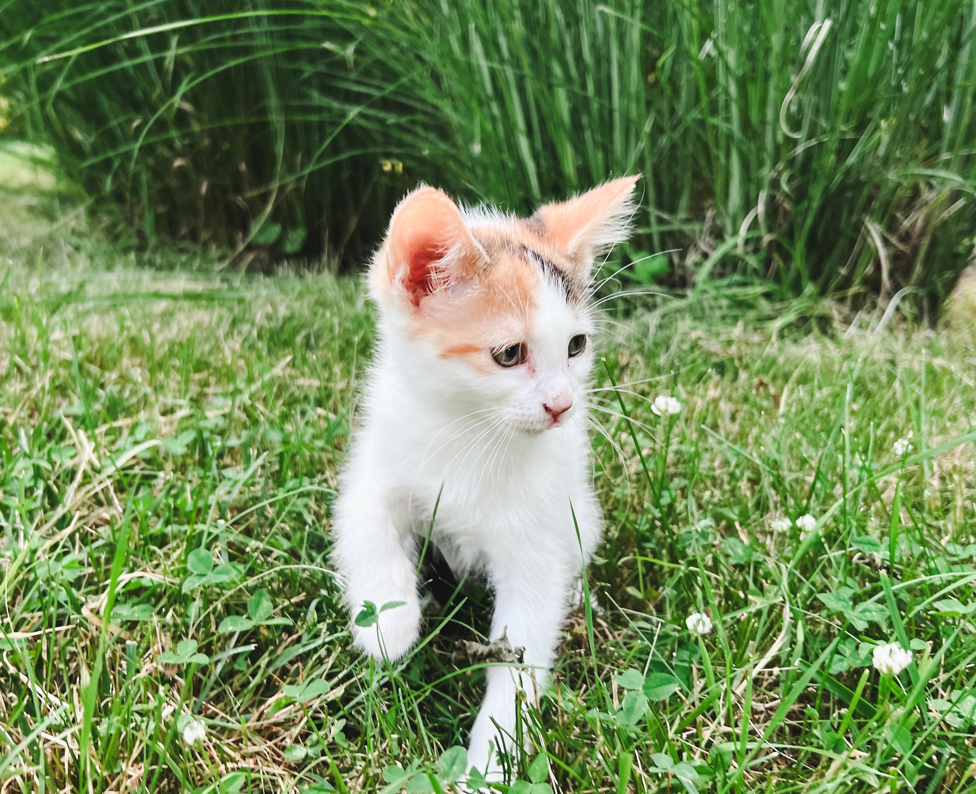 Poppy, a ADOPTABLE Domestic Short Hair in Howell, MI image 2/3