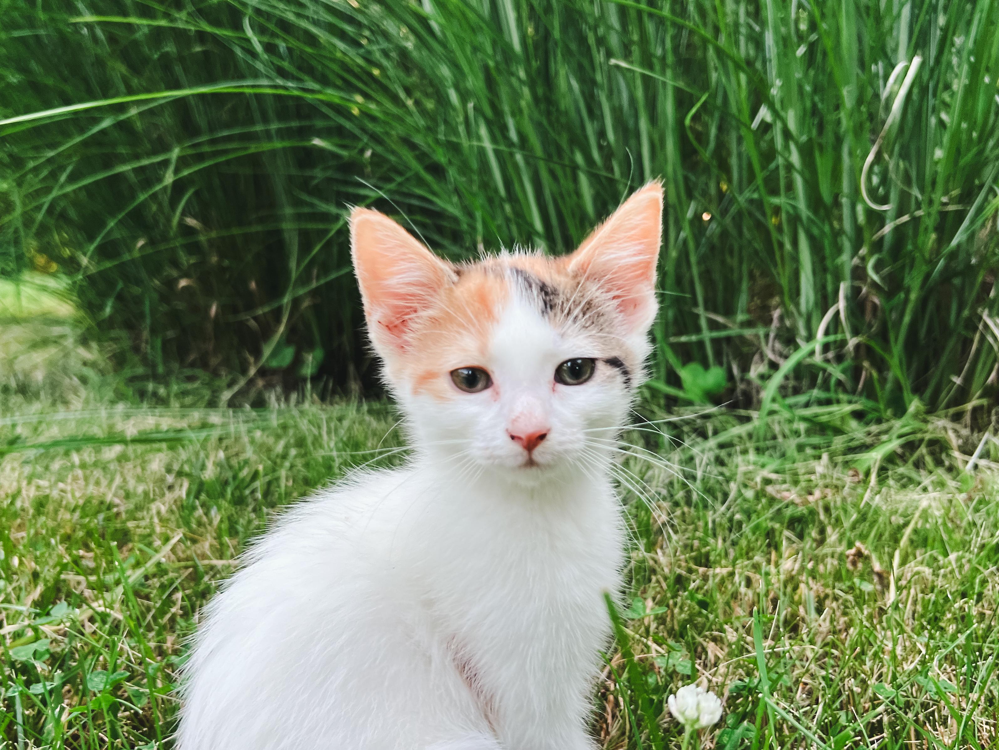 Poppy, a ADOPTABLE Domestic Short Hair in Howell, MI image 3/3