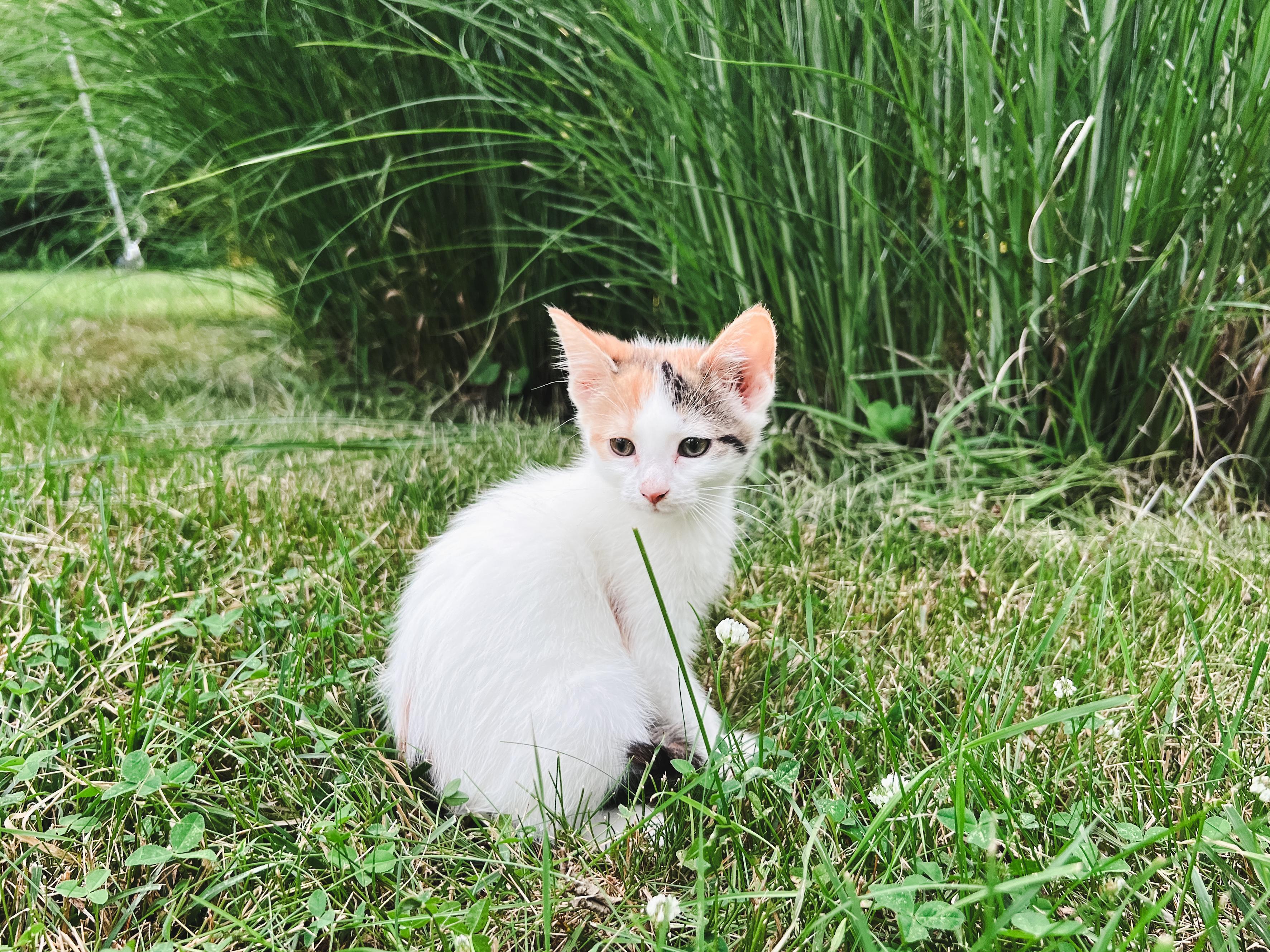 Poppy, ADOPTABLE, Kitten Female Domestic Short Hair.