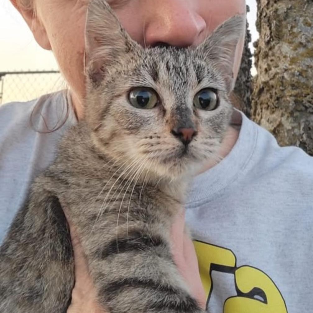 Ivory, a Adoptable Domestic Short Hair in Hughesville, MD image 2/6