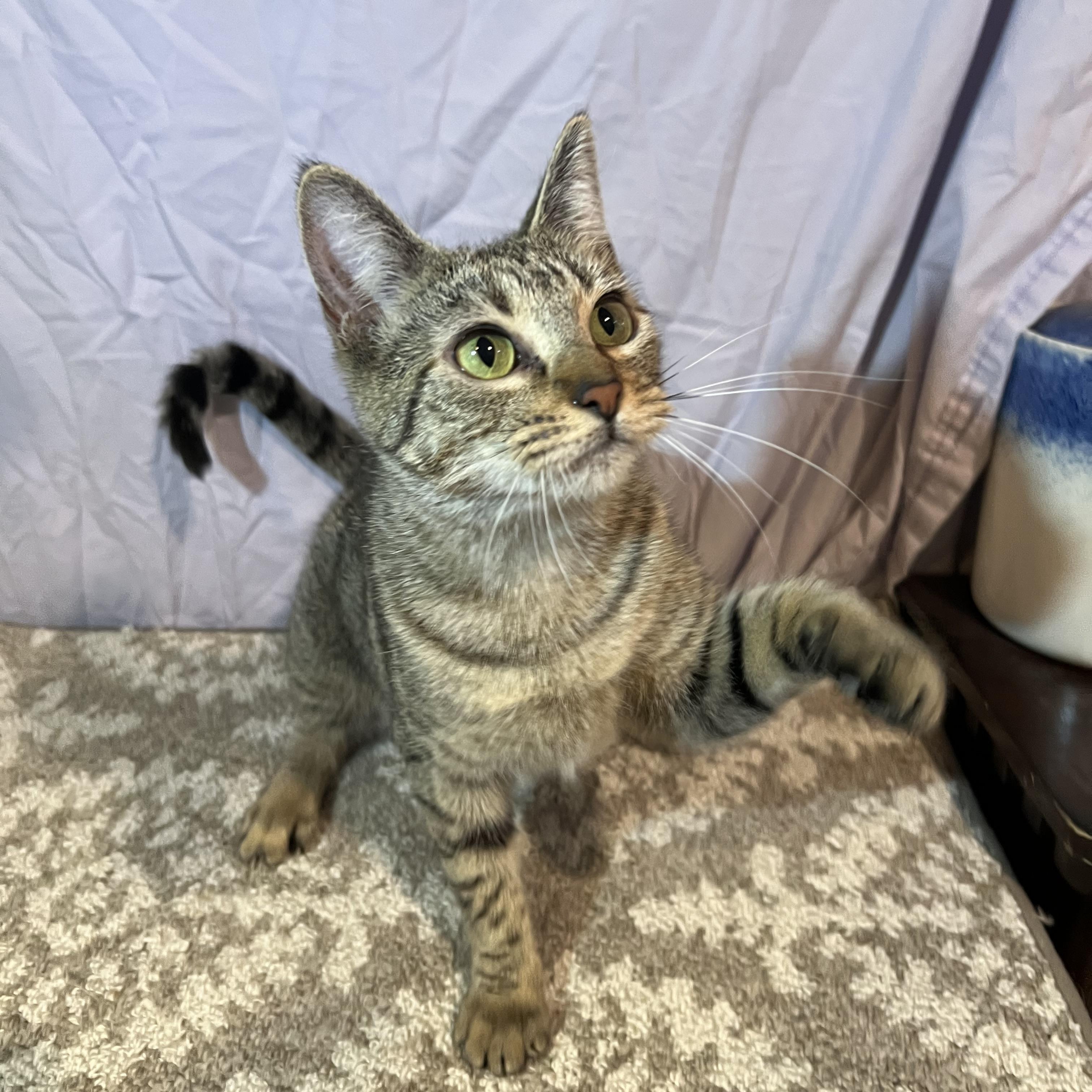 Ivory, a Adoptable Domestic Short Hair in Hughesville, MD image 6/6