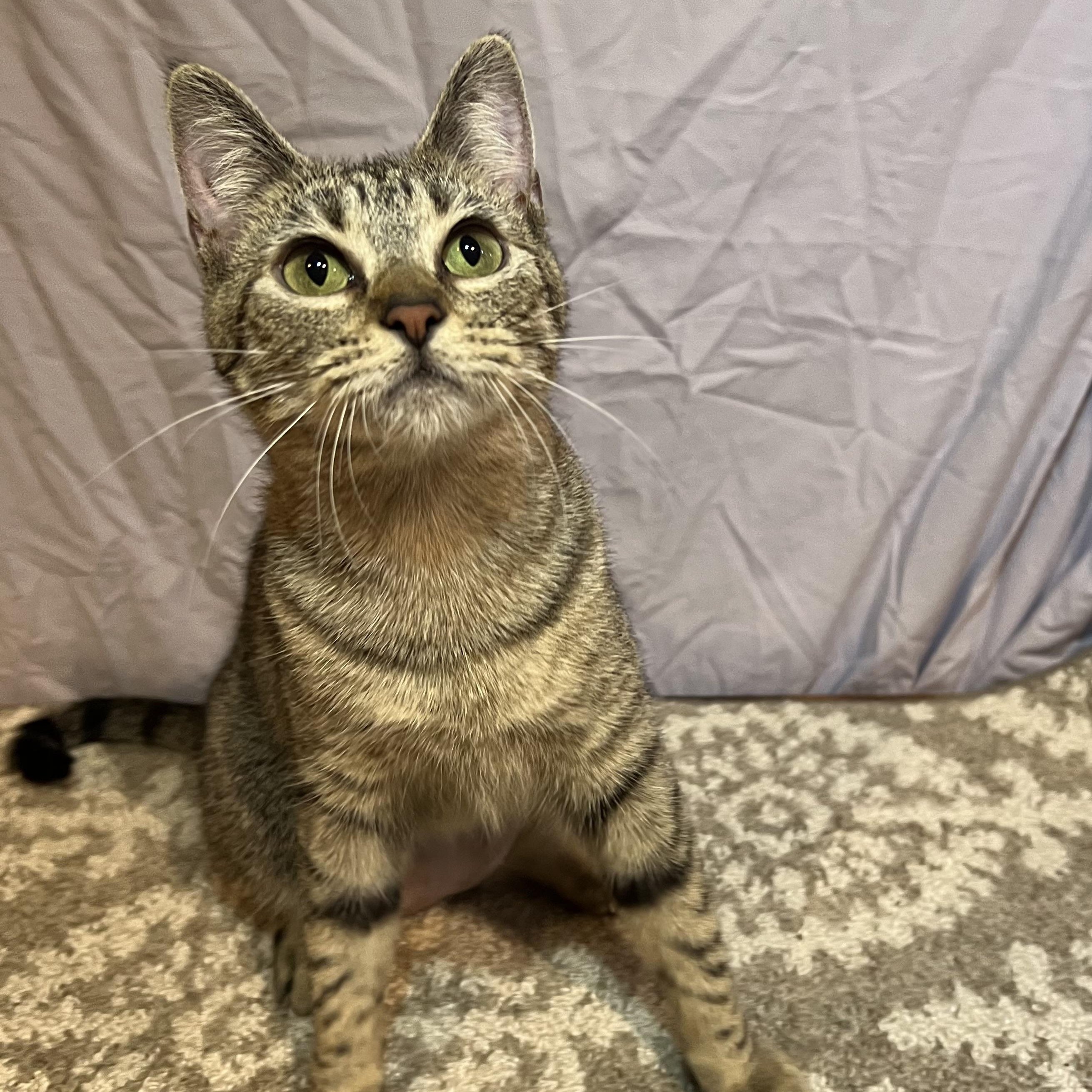 Ivory, a Adoptable Domestic Short Hair in Hughesville, MD image 5/6