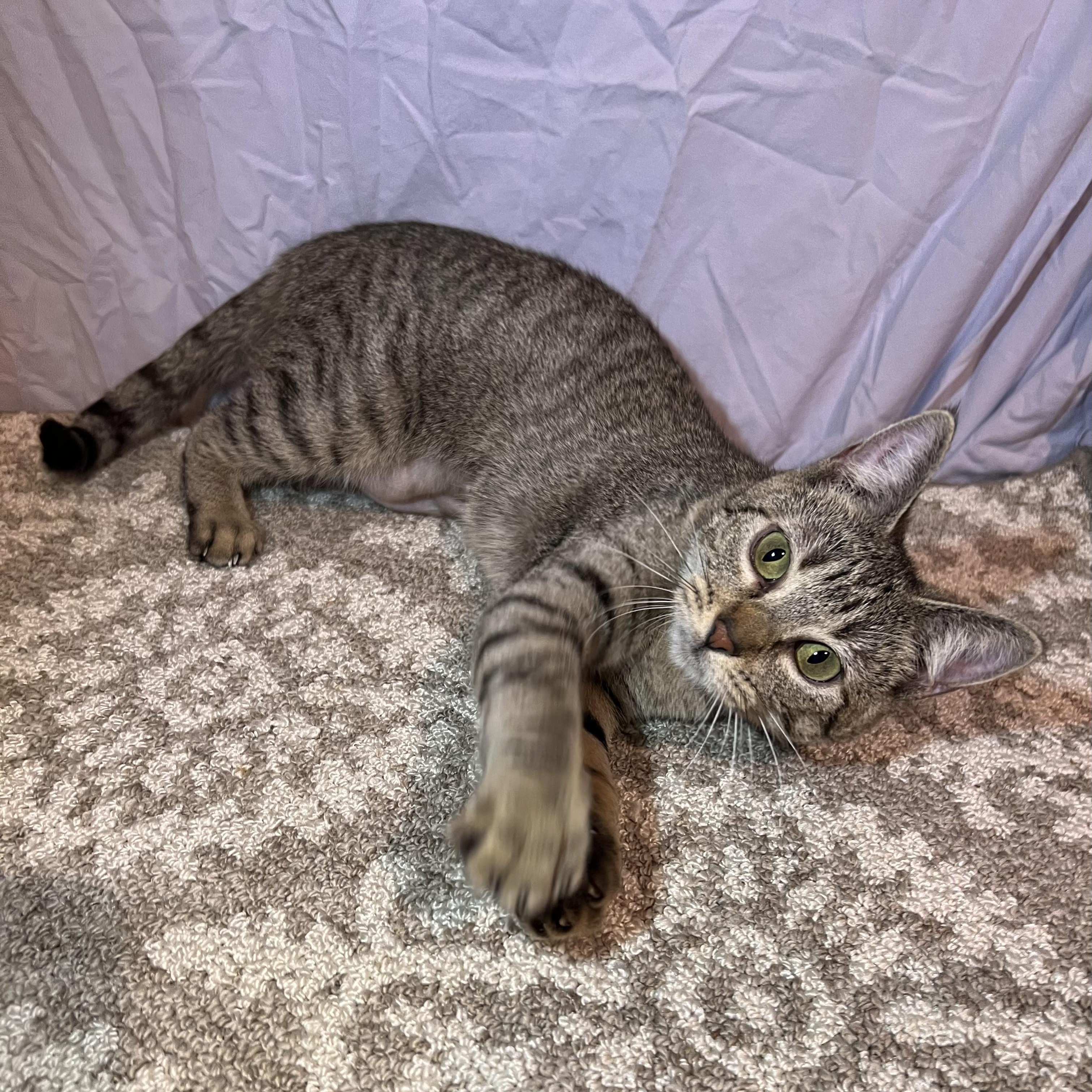 Ivory, Adoptable, Young Female Domestic Short Hair.