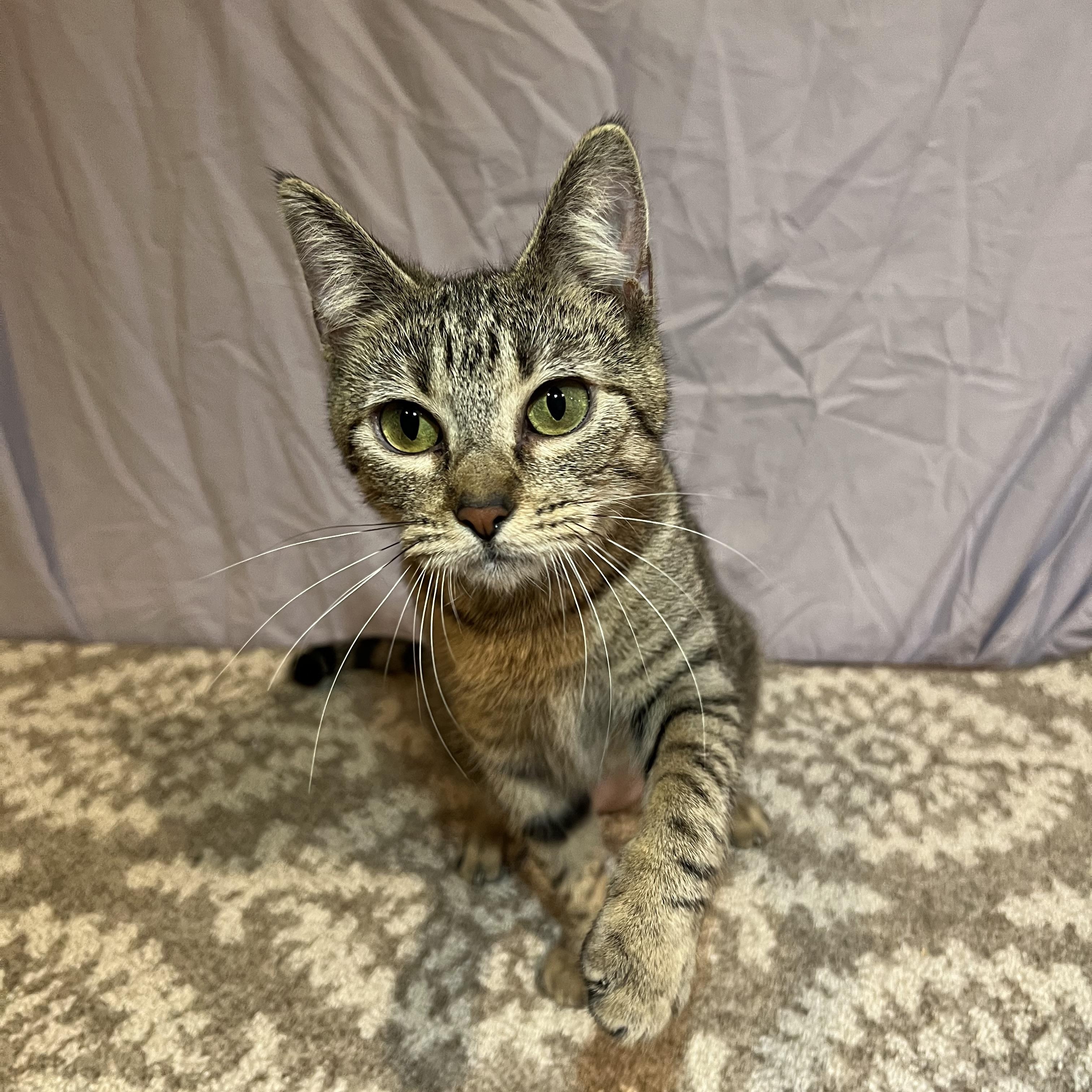 Ivory, a Adoptable Domestic Short Hair in Hughesville, MD image 4/6