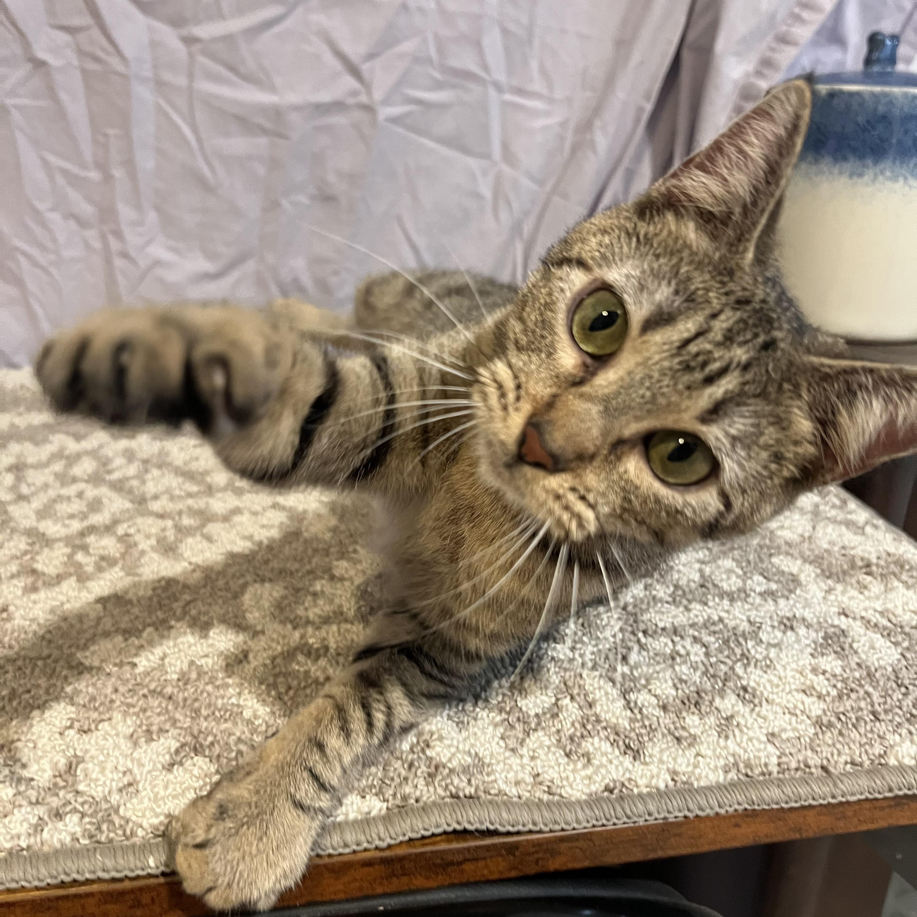 Ivory, a Adoptable Domestic Short Hair in Hughesville, MD image 3/6