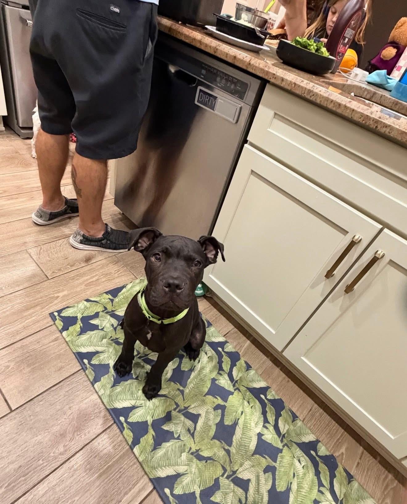 Bruno, a ADOPTABLE American Staffordshire Terrier in Palm springs, FL image 3/6