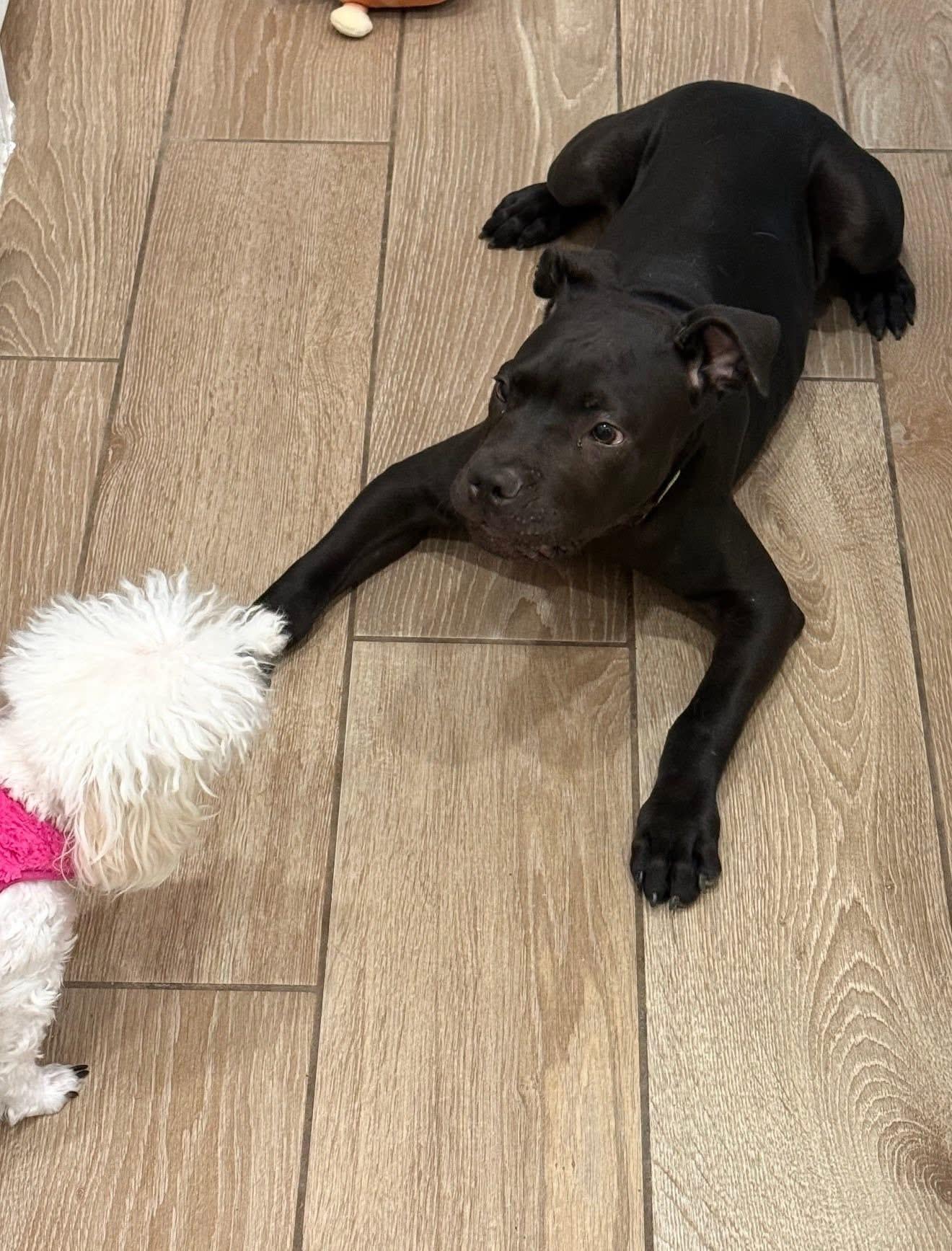 Bruno, a ADOPTABLE American Staffordshire Terrier in Palm springs, FL image 6/6