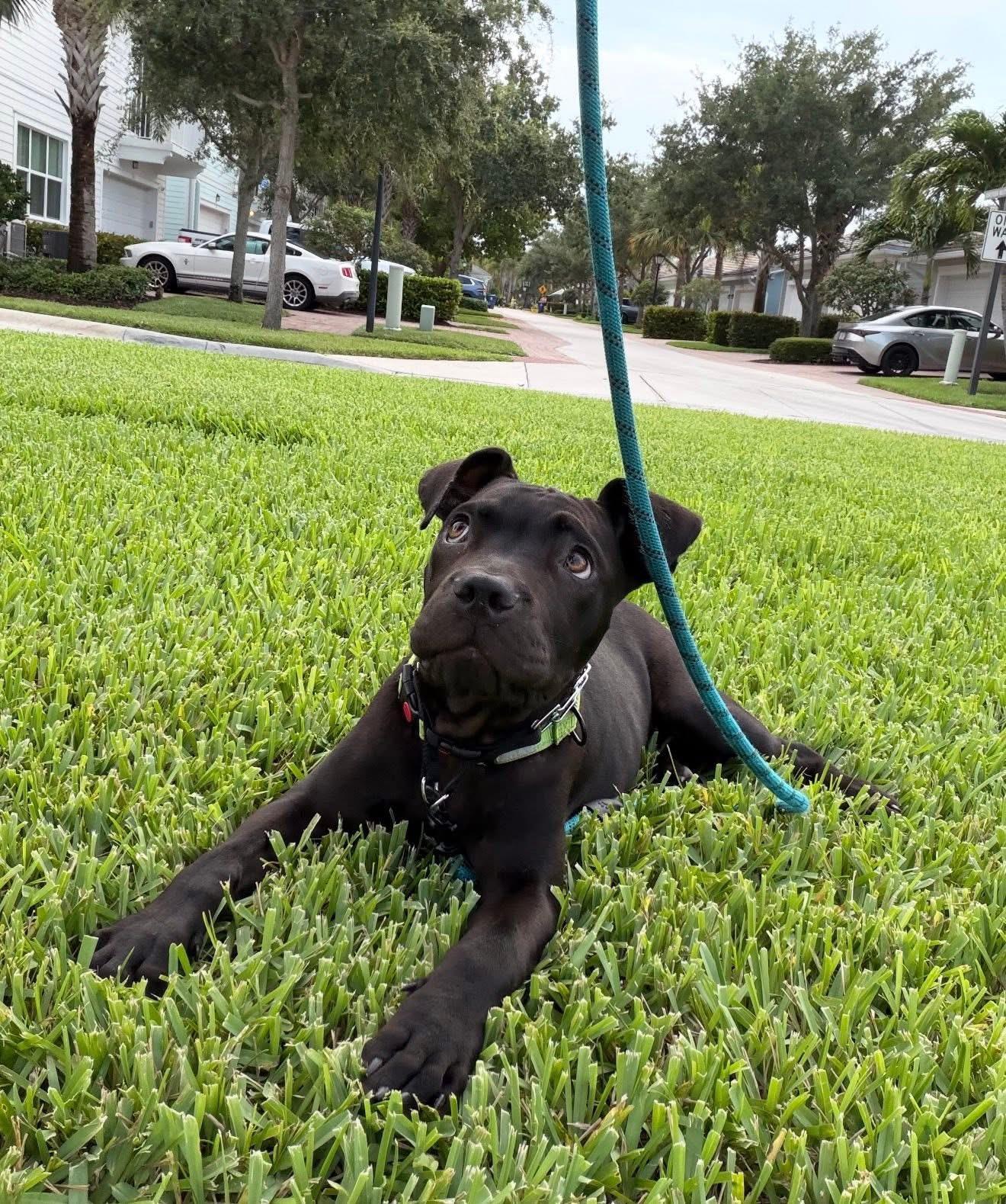 Bruno, a ADOPTABLE American Staffordshire Terrier in Palm springs, FL image 4/6