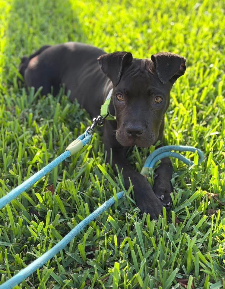 Bruno, a ADOPTABLE American Staffordshire Terrier in Palm springs, FL image 1/6