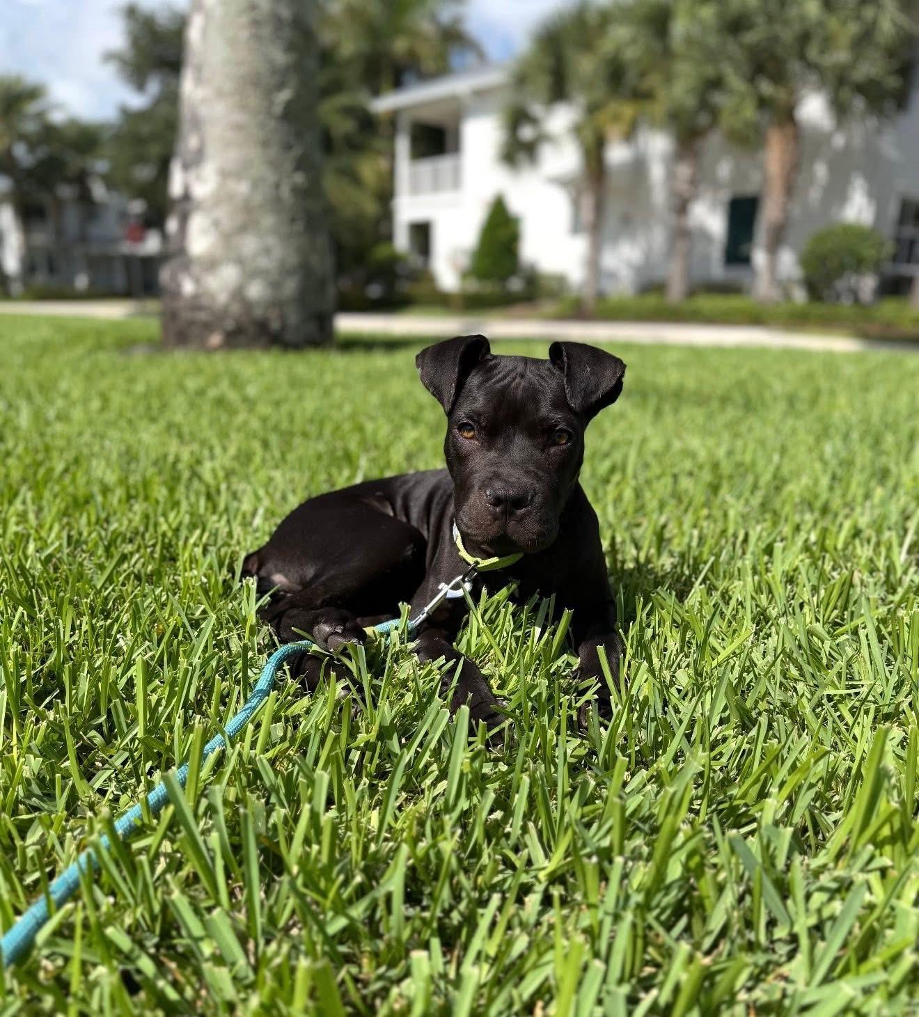 Bruno, a ADOPTABLE American Staffordshire Terrier in Palm springs, FL image 5/6