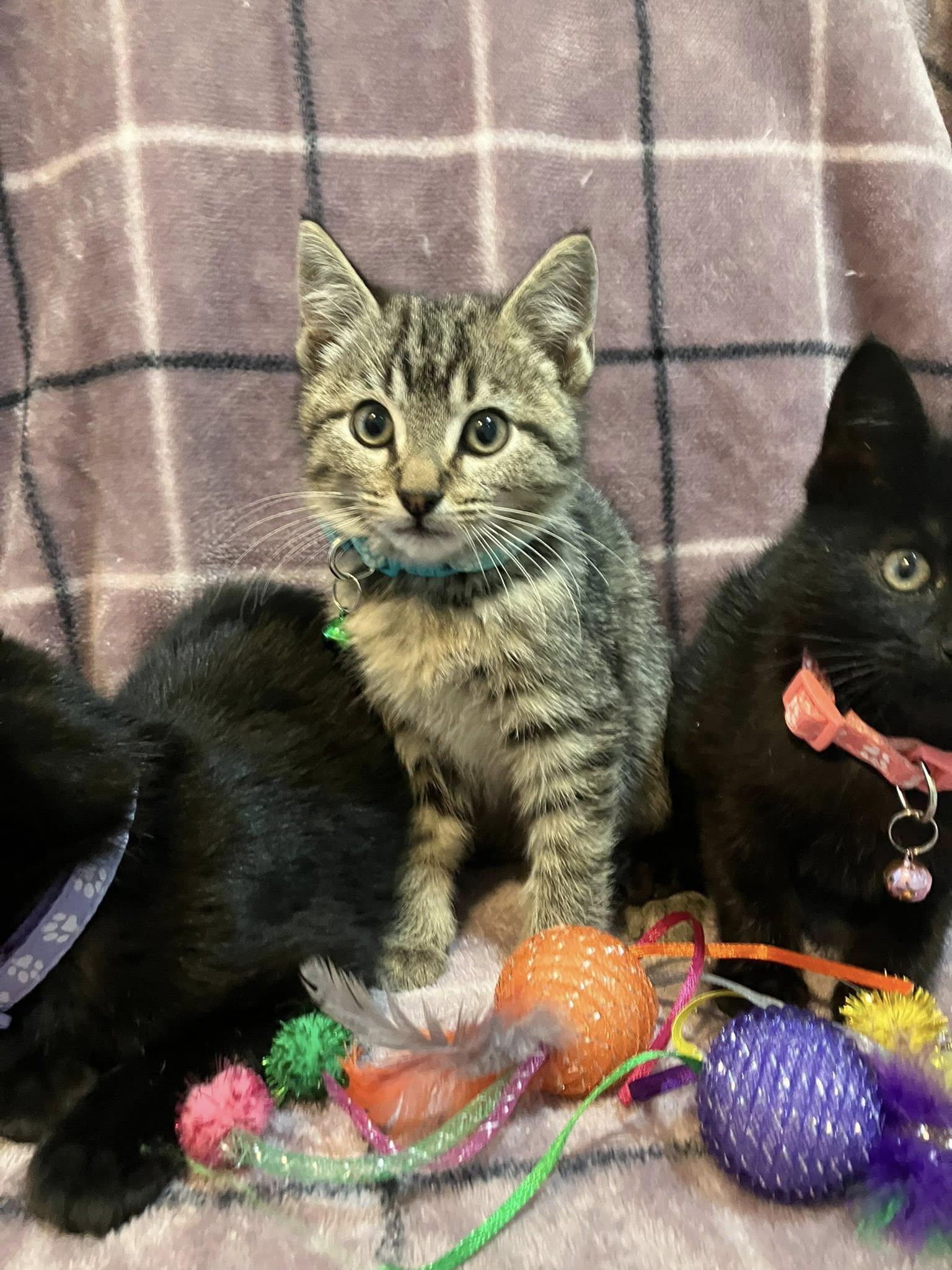 Dutch, adopted, Kitten Male Tabby & Domestic Short Hair.