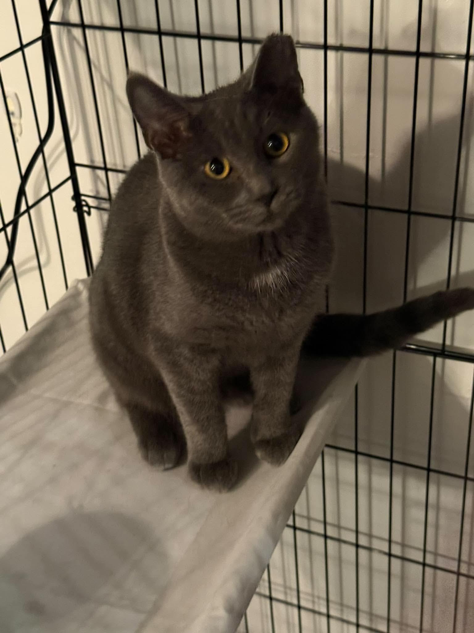 Duke, Adoptable, Young Male Domestic Short Hair.