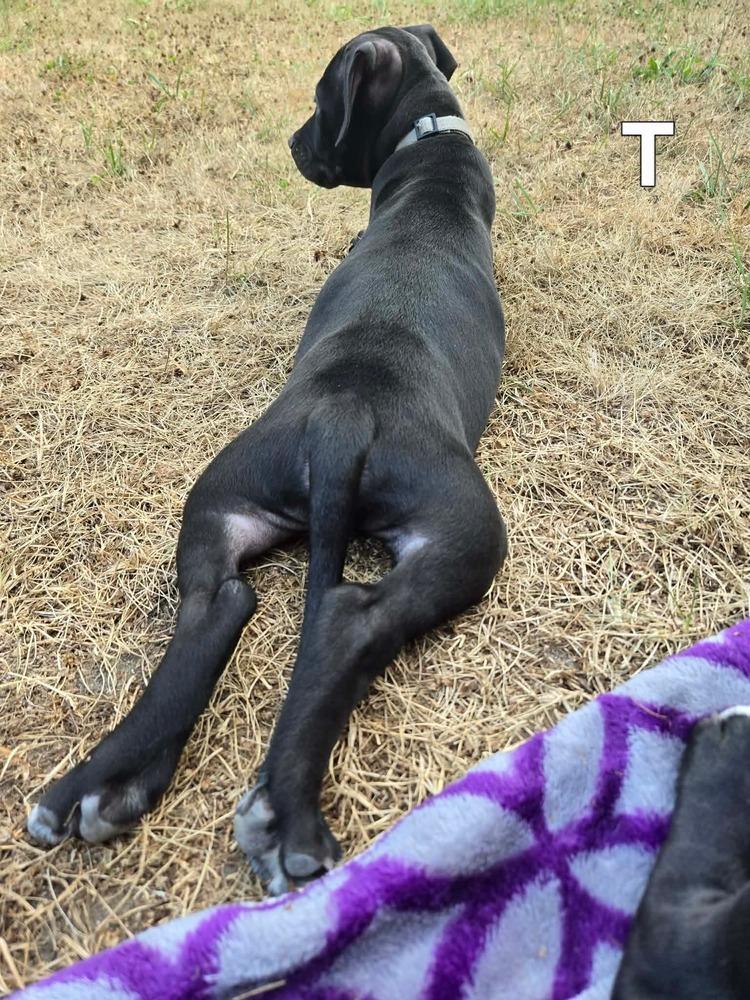 Titan (26-135 D), Adoptable, Puppy Male Mixed Breed.