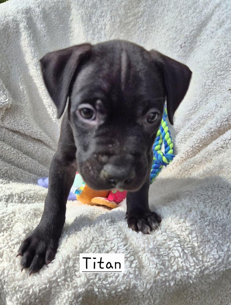 Enlarge Titan (26-135 D), a Adoptable mixed breed in Lansing, MI image 2/4