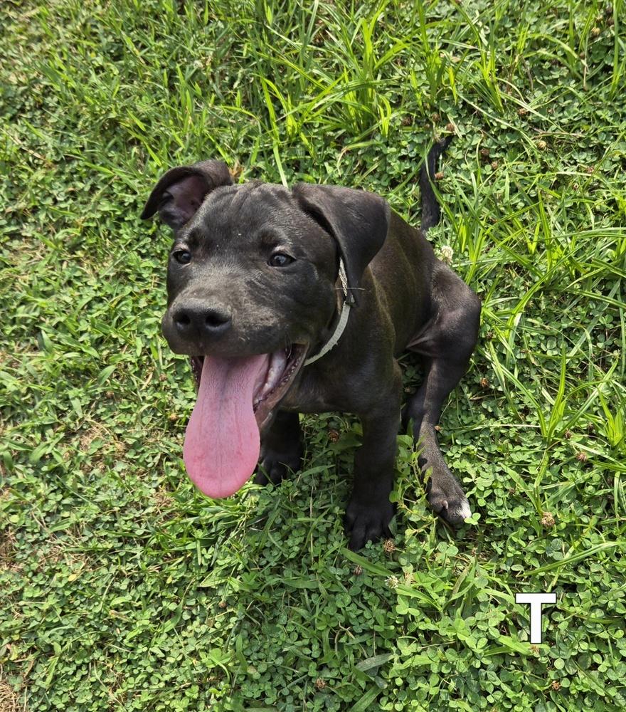 Enlarge Titan (26-135 D), a Adoptable mixed breed in Lansing, MI image 2/6