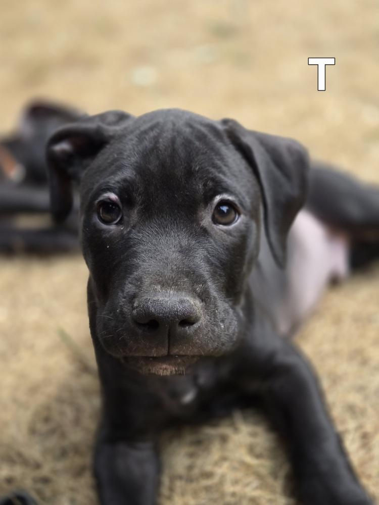Enlarge Titan (26-135 D), a Adoptable mixed breed in Lansing, MI image 3/6
