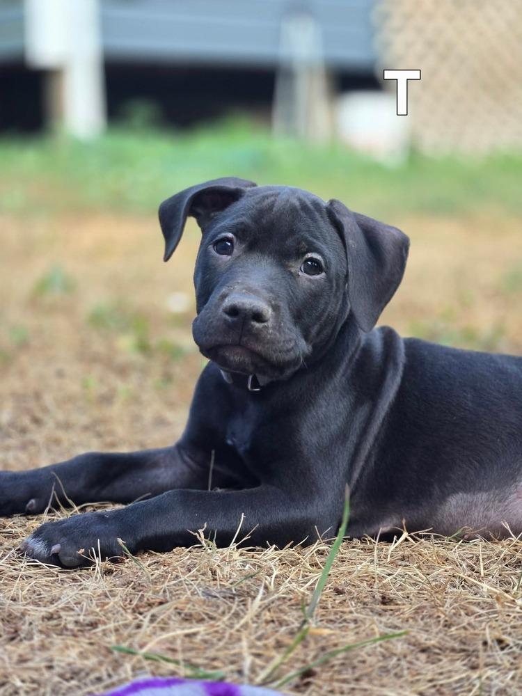Enlarge Titan (26-135 D), a Adoptable mixed breed in Lansing, MI image 3/4