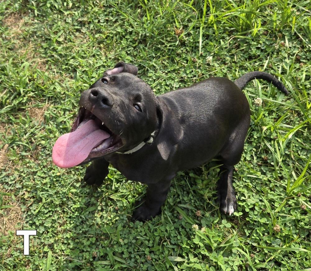 Enlarge Titan (26-135 D), a Adoptable mixed breed in Lansing, MI image 5/6