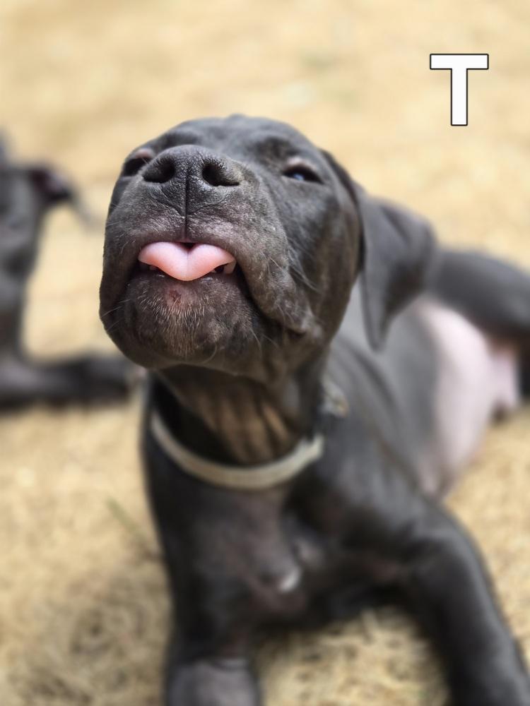 Enlarge Titan (26-135 D), a Adoptable mixed breed in Lansing, MI image 6/6