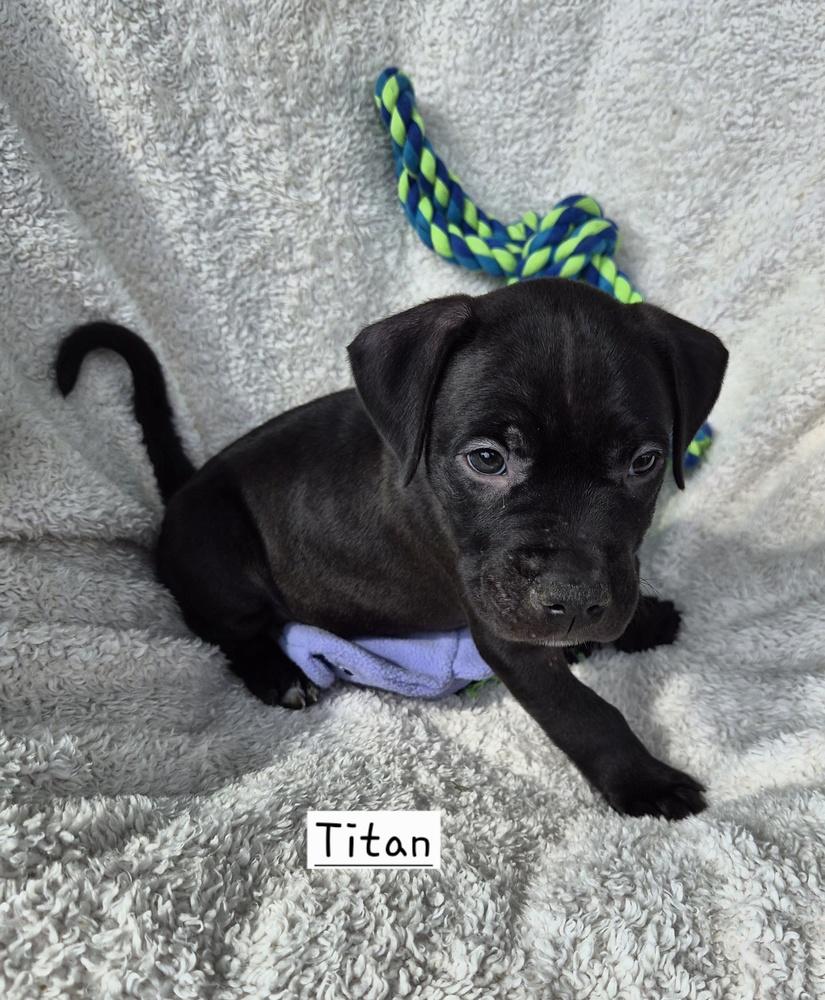 Enlarge Titan (26-135 D), a Adoptable mixed breed in Lansing, MI image 4/4