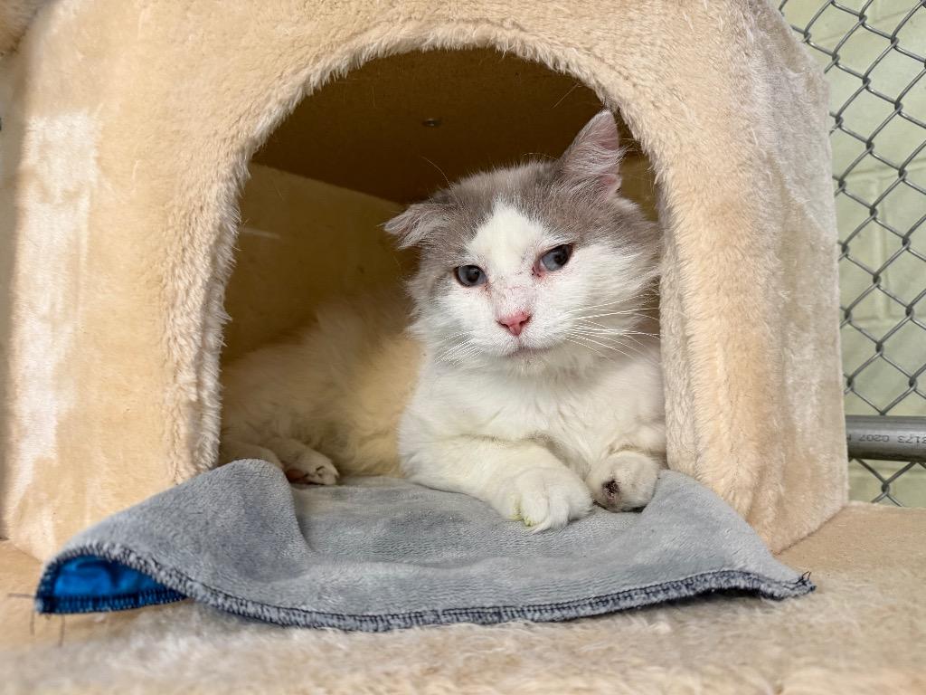 Helmsworth, Adoptable, Senior Male Domestic Long Hair.