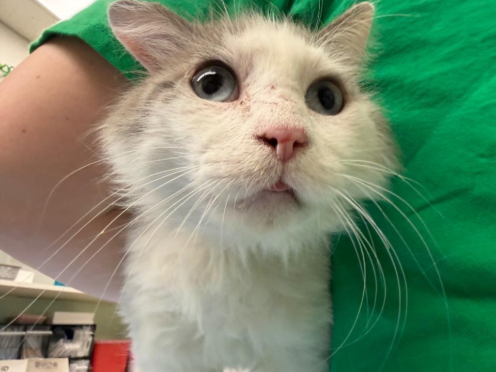 Enlarge Helmsworth, a Adoptable mixed breed in Waverly, NY image 2/6