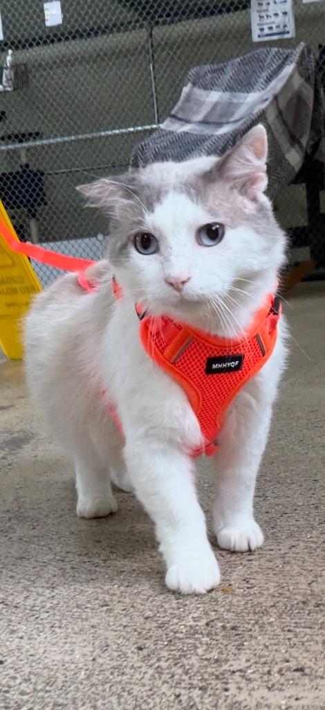 Enlarge Helmsworth, a Adoptable mixed breed in Waverly, NY image 3/6