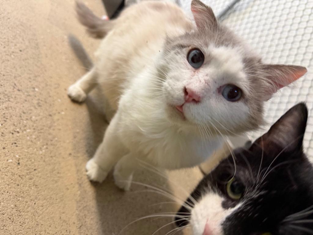 Enlarge Helmsworth, a Adoptable mixed breed in Waverly, NY image 3/6